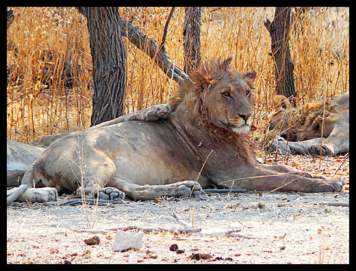 lion